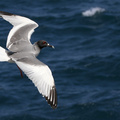 Swallow-tailed Gull, Plaza Sur