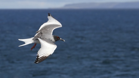 Swallow-tailed Gull, Plaza Sur
