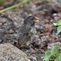 Large Ground-Finch, Isla San Cristobal