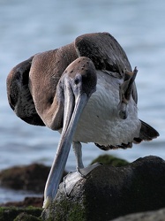 Brown Pelican, Puerto Ayora, Santa Cruz
