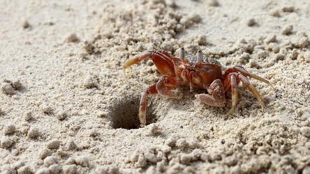 Ghost Crab, Las Bachas, Santa Cruz