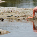 White-cheeked Pintail + American Flamingo, Isabela