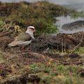 Andean Lapwing, Volcán Antisana