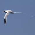 Red-billed Tropcbird, Isla San Cristobal