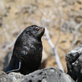 Galápagos Fur Seal, Seymour Norte