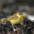 Yellow Warbler, Isla Española