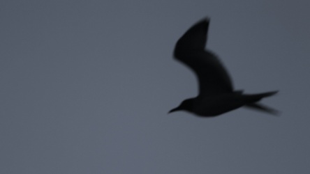 Swallow-tailed Gull, Santiago waters