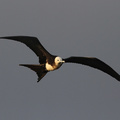 Great Frigatebird, Isla Genovesa