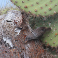 Common Cactus-Finch, Plaza Sur