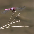 Dragonfly - Orthemis ferruginea