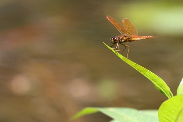 Dragonfly - Perithemis tenera