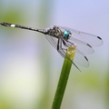Dragonfly - Micrathyria ocellata