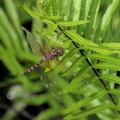 Dragonfly - Paltothemis lineatipes