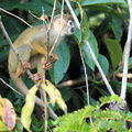 Common Squirrel Monkey (Saimiri macrodon)