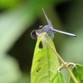 Dragonfly - Uracis sp.?