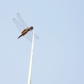 Dragonfly - Tramea calverti
