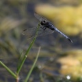 Dragonfly - Erythrodiplax cleopatra