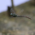 Dragonfly - Aphylla producta