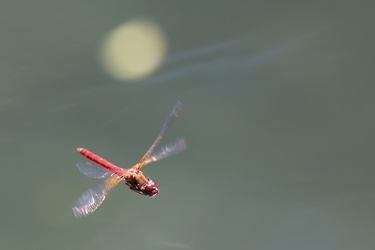 Dragonfly - Sympetrum illotum (Cardinal Meadowhawk)