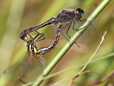 Insekter i Vejlerne