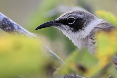 Galápagos Mockingbird, Santa Fe
