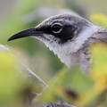 Galápagos Mockingbird, Santa Fe
