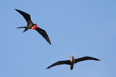Great Frigatebird & Red-footed Booby, Genovesa