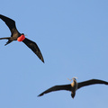 Great Frigatebird & Red-footed Booby, Genovesa