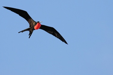 Fugle i Ecuador, Galápagos