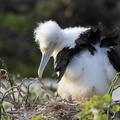 Great Frigatebird, Isla Genovesa