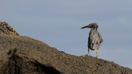 Lava Heron, Isla Genovesa
