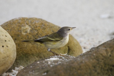 Yellow Warbler, Isla Genovesa