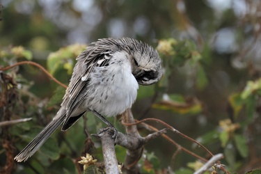 Genovesa Mockingbird, Isla Genovesa