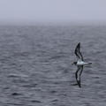 Galápagos Petrel, San Cristobal