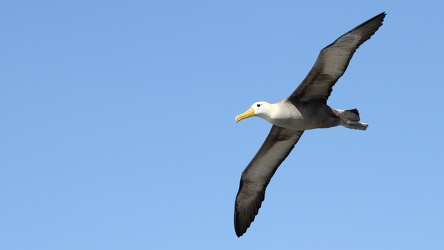 Waved Albatross, Isla Española