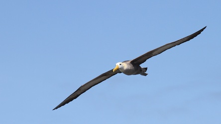 Waved Albatross, Isla Española