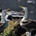 Waved Albatross, Isla Española