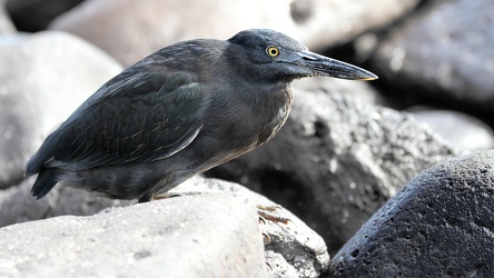 Lava Heron, Isla Española