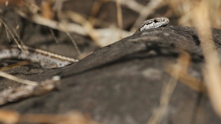 Galápagos Snake sp., Isla Santa Fe
