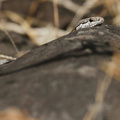 Galápagos Snake sp., Isla Santa Fe