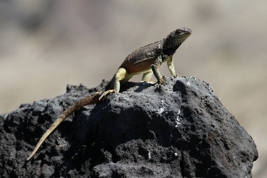Galápagos Lava Lizard, Isla Española