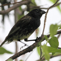 Medium Tree-Finch, Isla Floreana