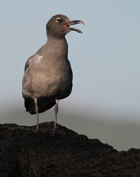 Lava Gull, Isla Isabela