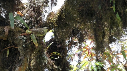 Woodpecker Finch, Isla Isabela