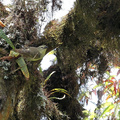 Woodpecker Finch, Isla Isabela