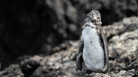 Galápagos Penguin, Isla Isabela