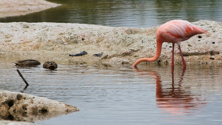 White-cheeked Pintail + American Flamingo, Isabela