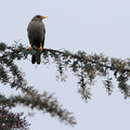 Chiguango Thrush, Riobamba