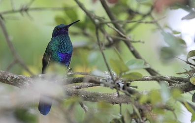 Fugle i Ecuador, fastlandet