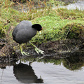 Andean Coot, Volcán Antisana